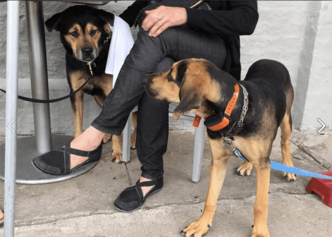 Obnoxious Puppy Parents: When Dogs Become Children