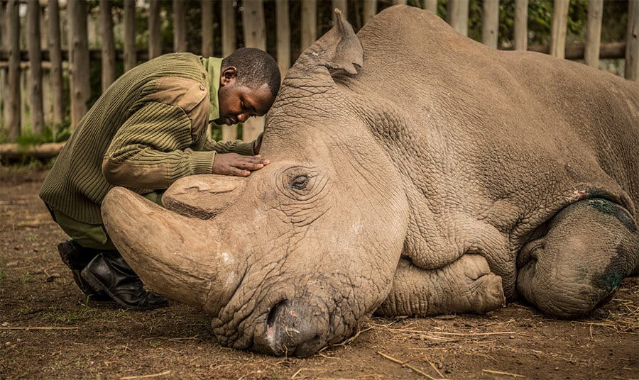 The Rhino Death Felt Round the World