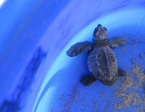 A baby sea turtle about to be released into the sea. 