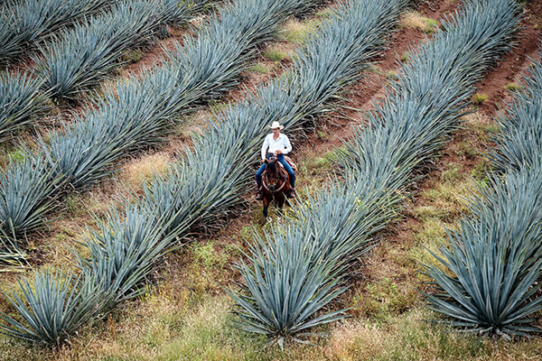 Looking for a “Clean” Cocktail? Tequila to the Rescue!