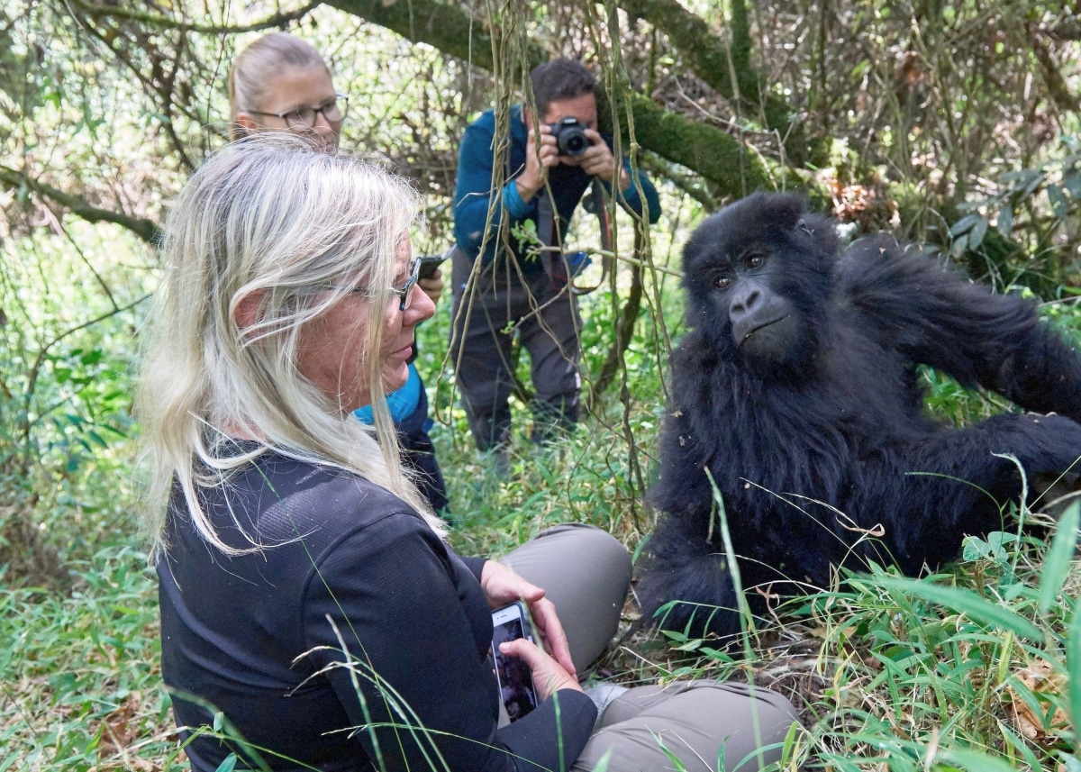 gorillas in uganda