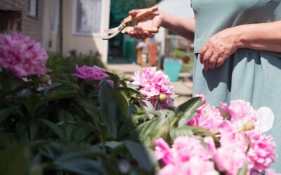 Back from the Almost Dead: Rebirth Among the Azaleas