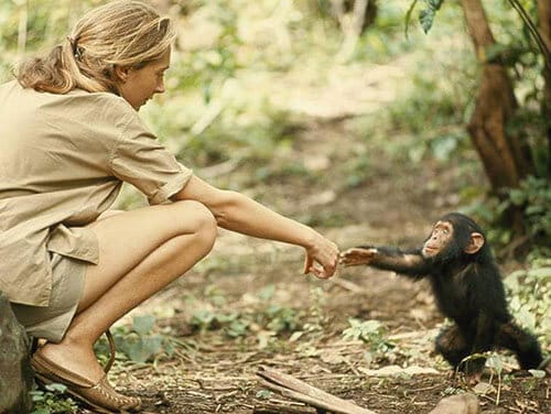 Jane Goodall Documentary Review: A Must-See for Those In Midlife