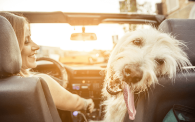 Traveling with Your Dog: Tips for the Perfect Getaway with Your Furry BFF
