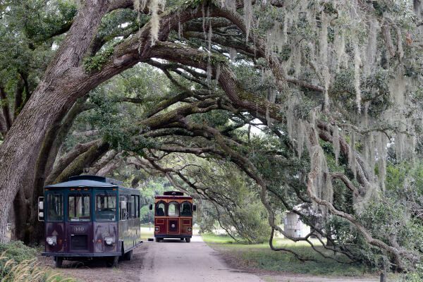 trees in Charleston