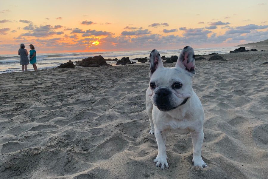 dog in troncones